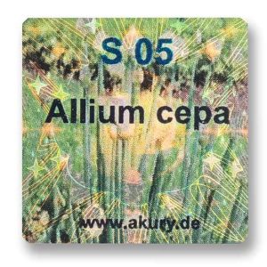 S 05 - Küchenzwiebel / Allium cepa