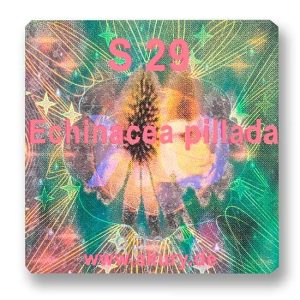 S 29 - Blasser Sonnenhut / Echinacea pallida