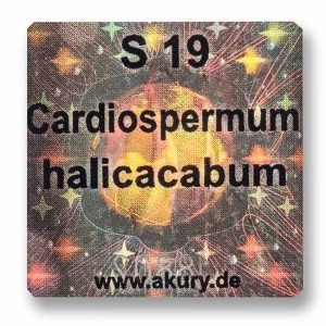 S 19 - Ballonpflanze / Cardiospermum halicacabum